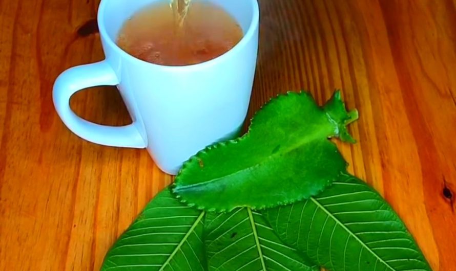Infusión con Mala Madre, Hoja de Guayaba y Cúrcuma